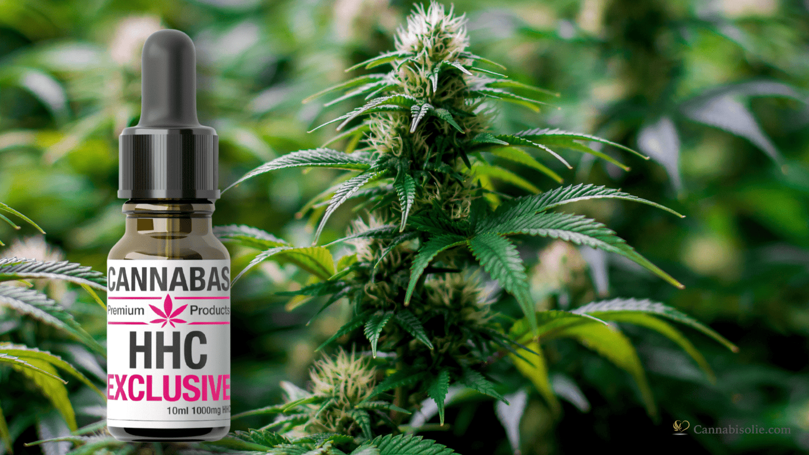 Wat is HHC (hexahydrocannabinol)?