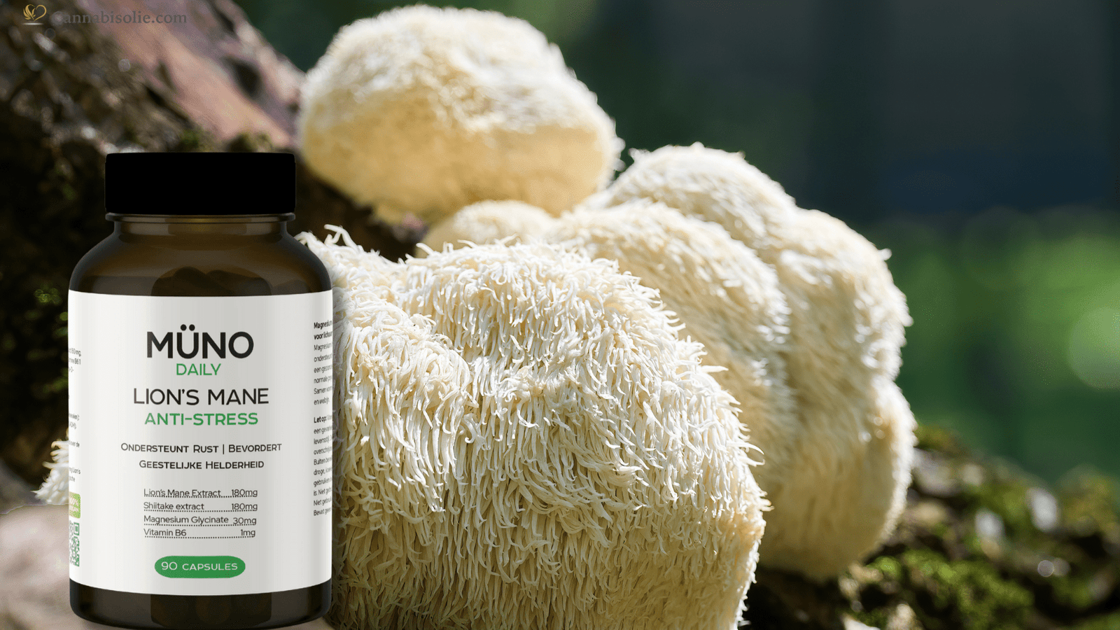 Lion’s Mane tegen stress: natuurlijke rust en focus