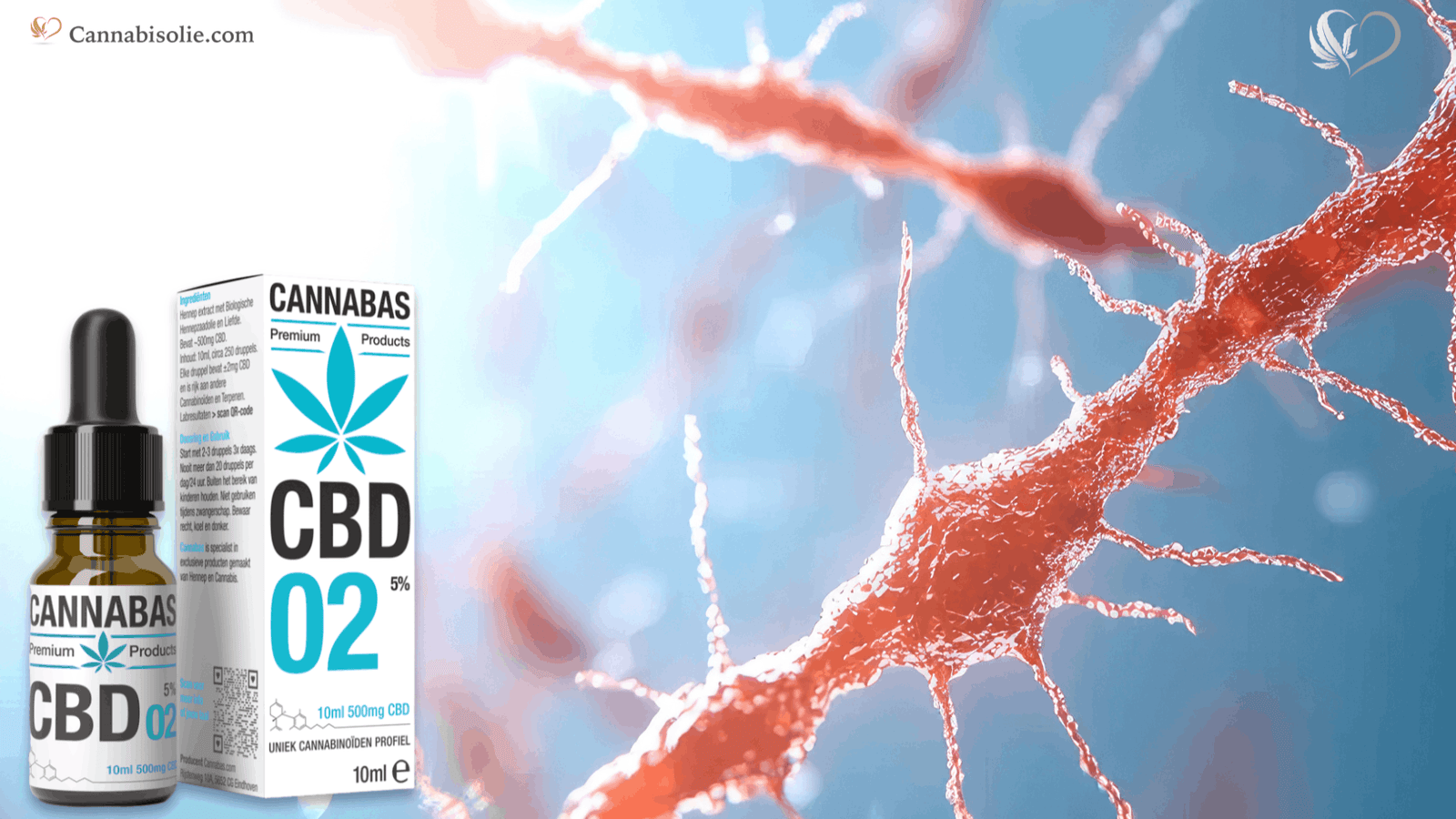 Wat zijn receptoren? En hoe werkt CBD met receptoren in het lichaam?