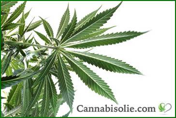 Rick Simpson olie waar te koop | Cannabisolie.com