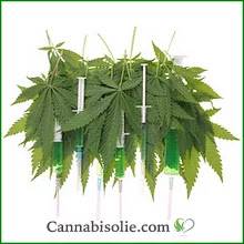 Mediwiet of medicinale wietolie | Cannabisolie.com