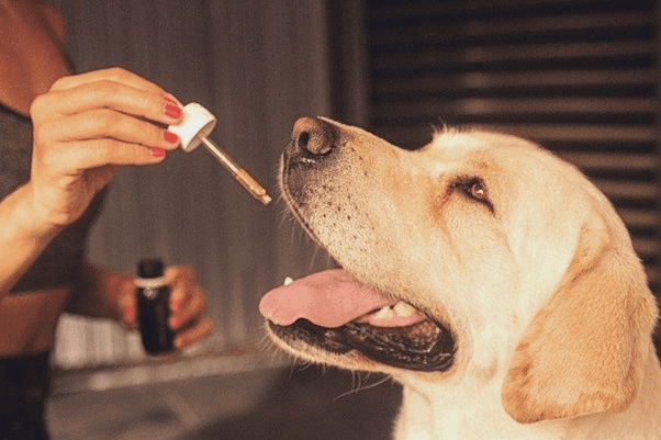 CBD olie toedienen bij een hond